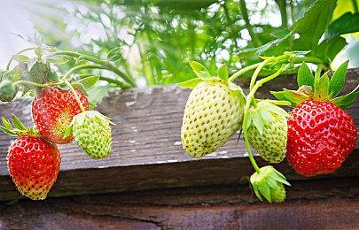 《寂静岭：townfall》仍在开发 或将延期发行